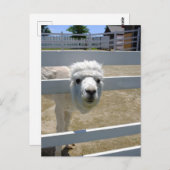 アルパカ ポストカード (正面/裏面)