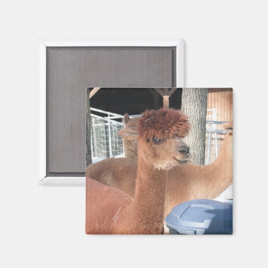 アルパカ マグネット (正面/裏面)
