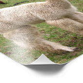 アルパカ・メランゲ～写真 フォトプリント            (角)