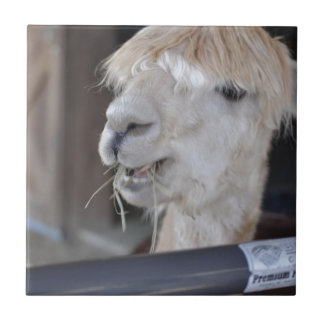 アルパカ、白 タイル