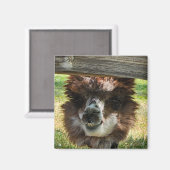 アルパ風変わりカ マグネット (正面/裏面)