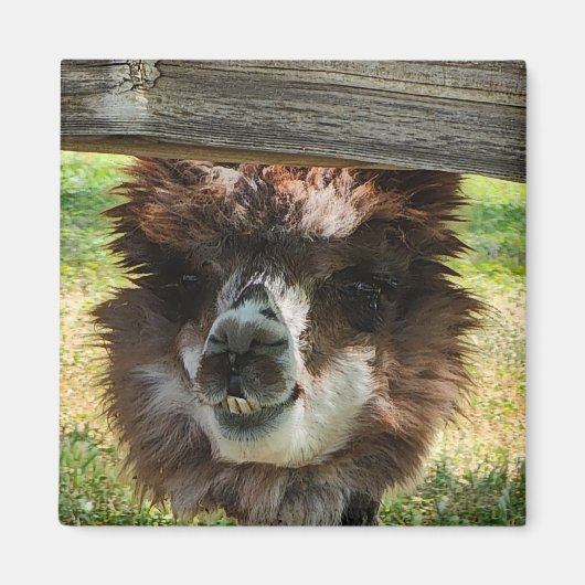 アルパ風変わりカ マグネット (正面)