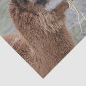 アルパ食べカの干し草の動物写真 薄葉紙 (詳細)