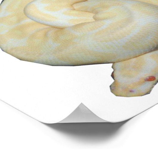 アルビノのまわりに ポスター (角)