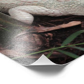 アルビノアリゲーター フォトプリント            (角)