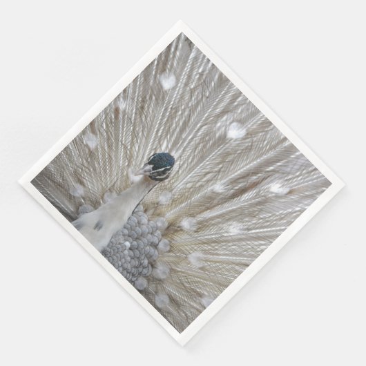 アルビノエレガントピーコック (コーナー)