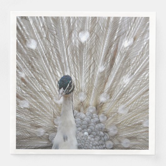 アルビノエレガントピーコック (正面)