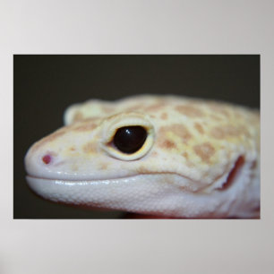 アルビノヒョウGeckoクローズアップポスター ポスター