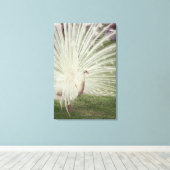 アルビノピーコック キャンバスプリント (インサイチュ (ウッドフロア))