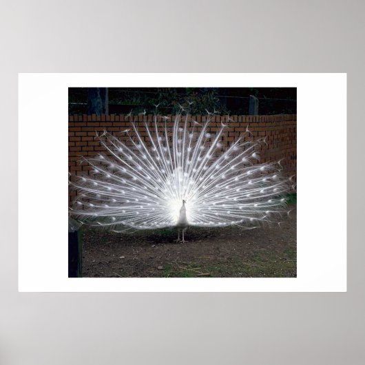 アルビノピーコック ポスター (正面)