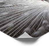 アルビノピーコック ポスター (角)