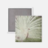 アルビノピーコック マグネット (正面/裏面)