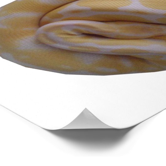 アルビノボールPythonポスター ポスター (角)