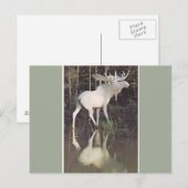 アルビノムース ポストカード (正面/裏面)