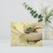 アルビノラトルズナケポストカード ポストカード (スタンド正面)