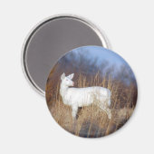 アルビノ マグネット (正面/裏面)