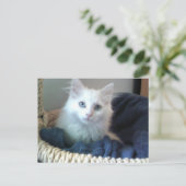 アルビ子猫葉書 ポストカード (スタンド正面)