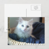 アルビ子猫葉書 ポストカード (正面/裏面)