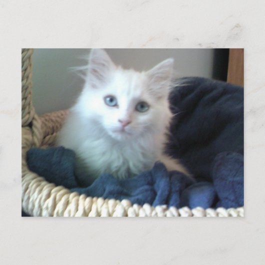 アルビ子猫葉書 ポストカード (正面)