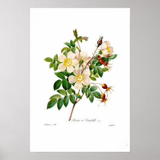 アルピナ ポスター (正面)