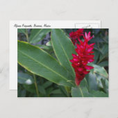 アルピニアプルラタブセリア ポストカード (正面/裏面)