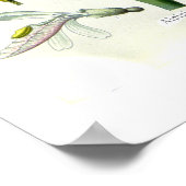 アルピニア・オフィニアラム（ガランガル） ポスター (角)