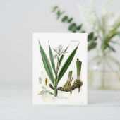 アルピニア・オフィニアラム(ガランガル) ポストカード (スタンド正面)