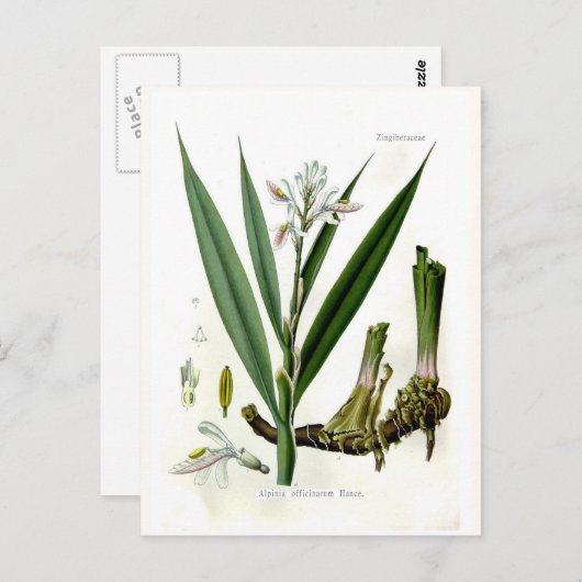 アルピニア・オフィニアラム(ガランガル) ポストカード (正面/裏面)