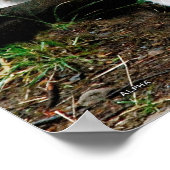 アルファウルフ ポスター (角)