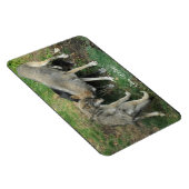 アルファオス、雌グレーウルフ&アップ野生動物磁石 マグネット (右側)