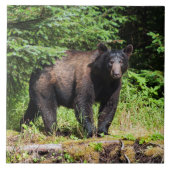 アルファツキノワグマ タイル (正面)