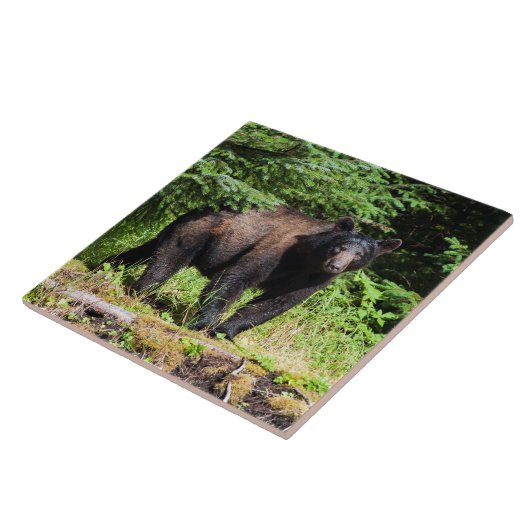 アルファツキノワグマ タイル (側面)