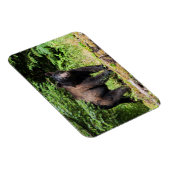 アルファブラックベア マグネット (右側)