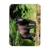 アルファブラックベア マグネット (縦)