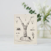 アルファベットのプライマーからの文字Y ポストカード (スタンド正面)