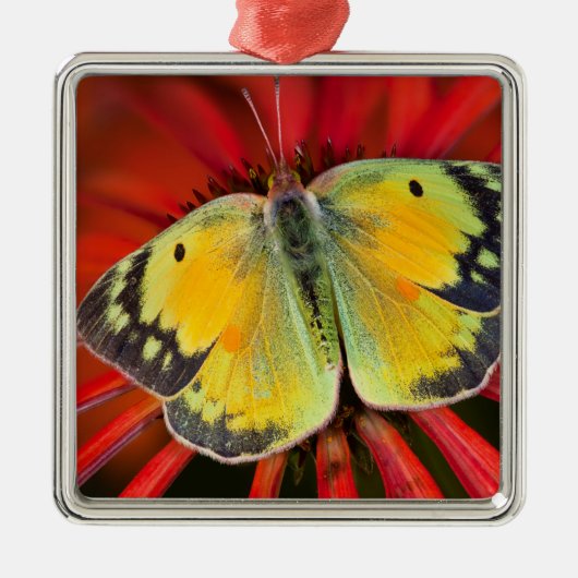 アルファルファバタフライオンコーンフラワー メタルオーナメント (正面)