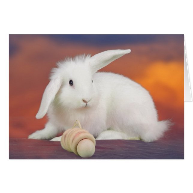 アルフレド (正面横)