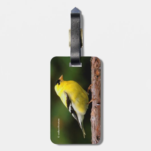 アルブトゥス川のアメリカ人の金魚 ラゲッジタグ (裏面縦)