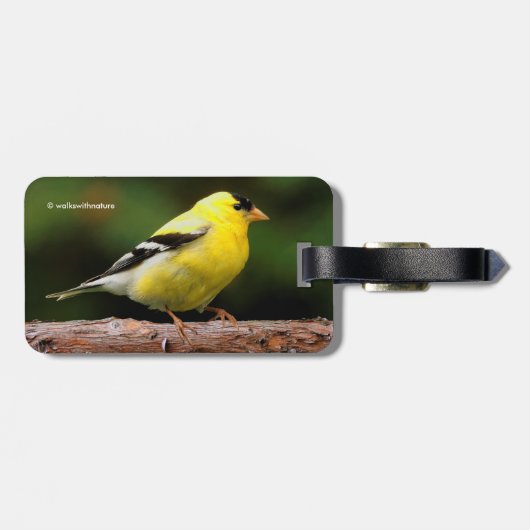 アルブトゥス川のアメリカ人の金魚 ラゲッジタグ (裏面横)