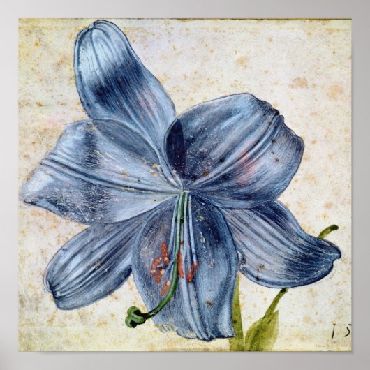 アルブレチドゥラー – ユリの勉強 ポスター (正面)