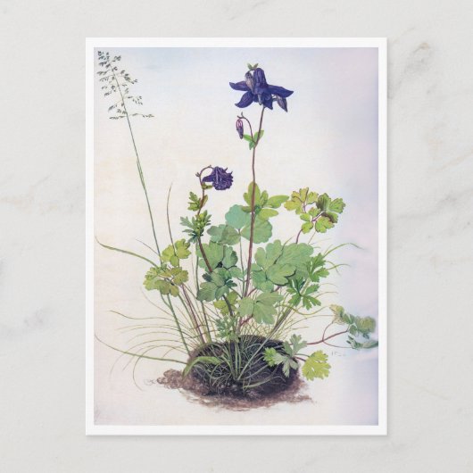 アルブレヒト・デュラーのアクレジアバルガリス花 ポストカード (正面)