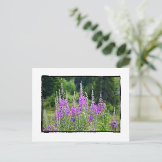 アルプの花の草原 セージ ラ・ベルヌーズ ルイシン ポストカード (スタンド正面)