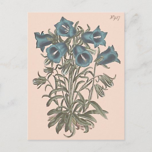 アルプスのホタルブクロの植物画 ポストカード (正面)