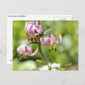 アルプスのマルタゴンかタークのキャップリー ポストカード (正面/裏面)