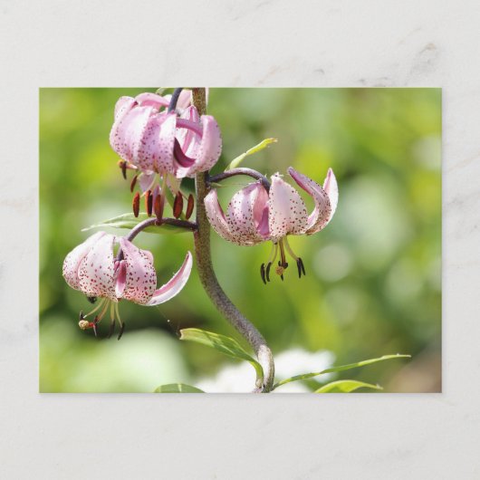 アルプスのマルタゴンかタークのキャップリー ポストカード (正面)