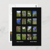 アルプスの花はがき ポストカード (正面/裏面)