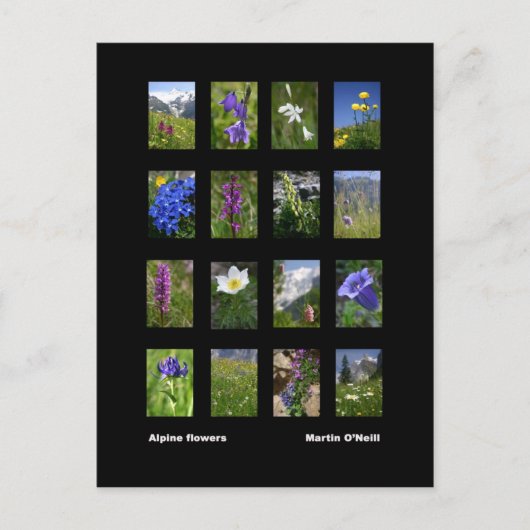 アルプスの花はがき ポストカード (正面)