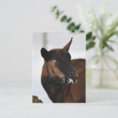 アルプスフランスのヤギ葉書 ポストカード (スタンド正面)