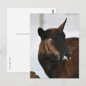 アルプスフランスのヤギ葉書 ポストカード (正面/裏面)