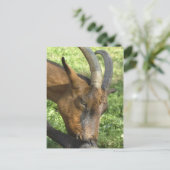 アルプスフランスのヤギ葉書 ポストカード (スタンド正面)